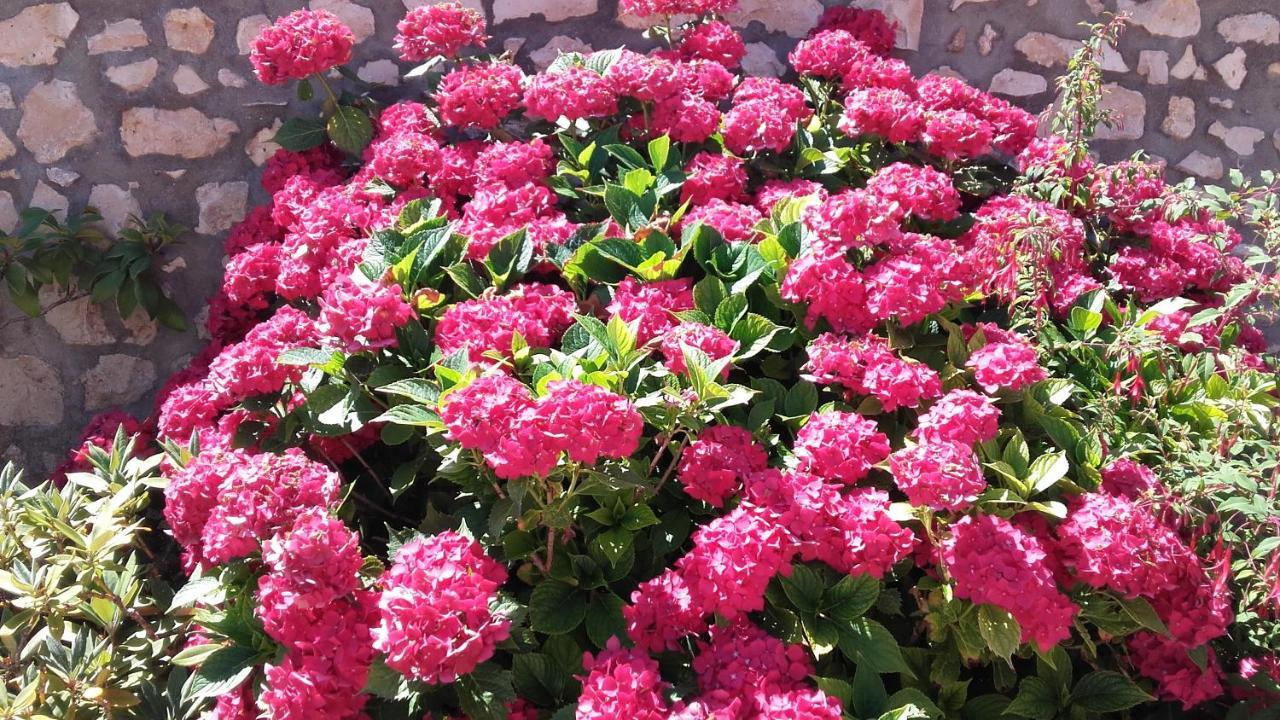 Les Hortensias Hébergement de vacances *